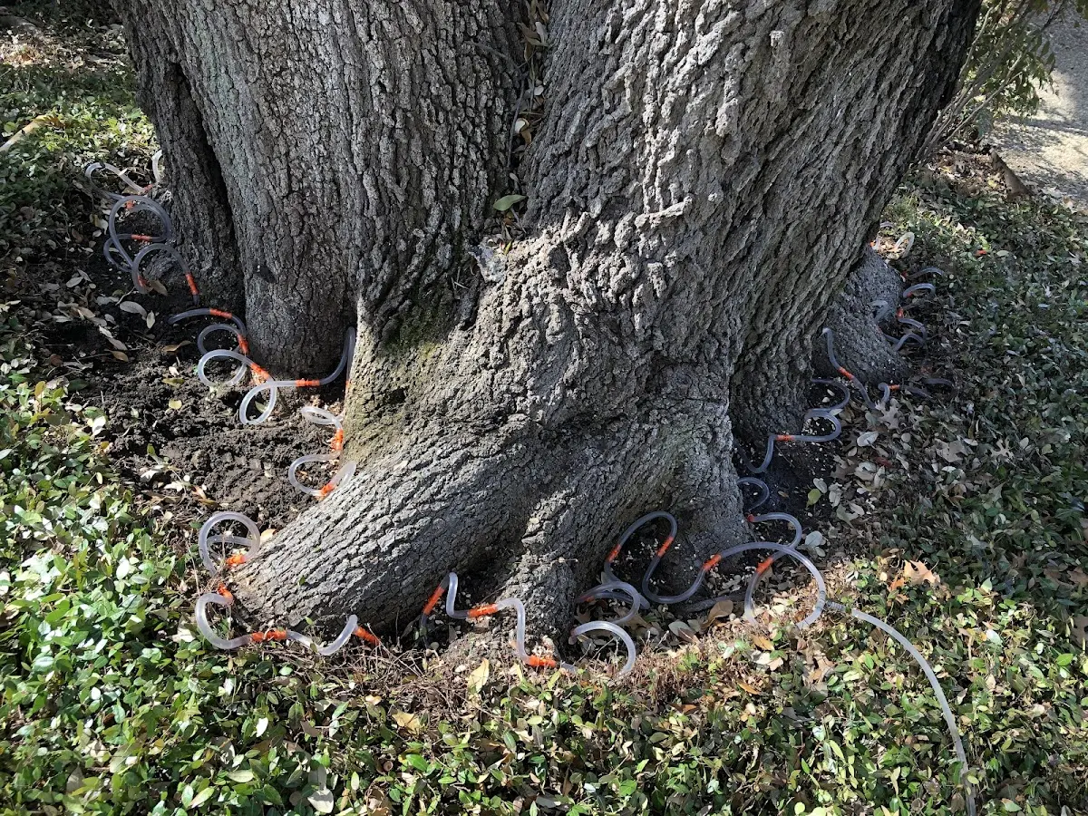 Detailed Tree Cabling and Bracing job site in Henrico