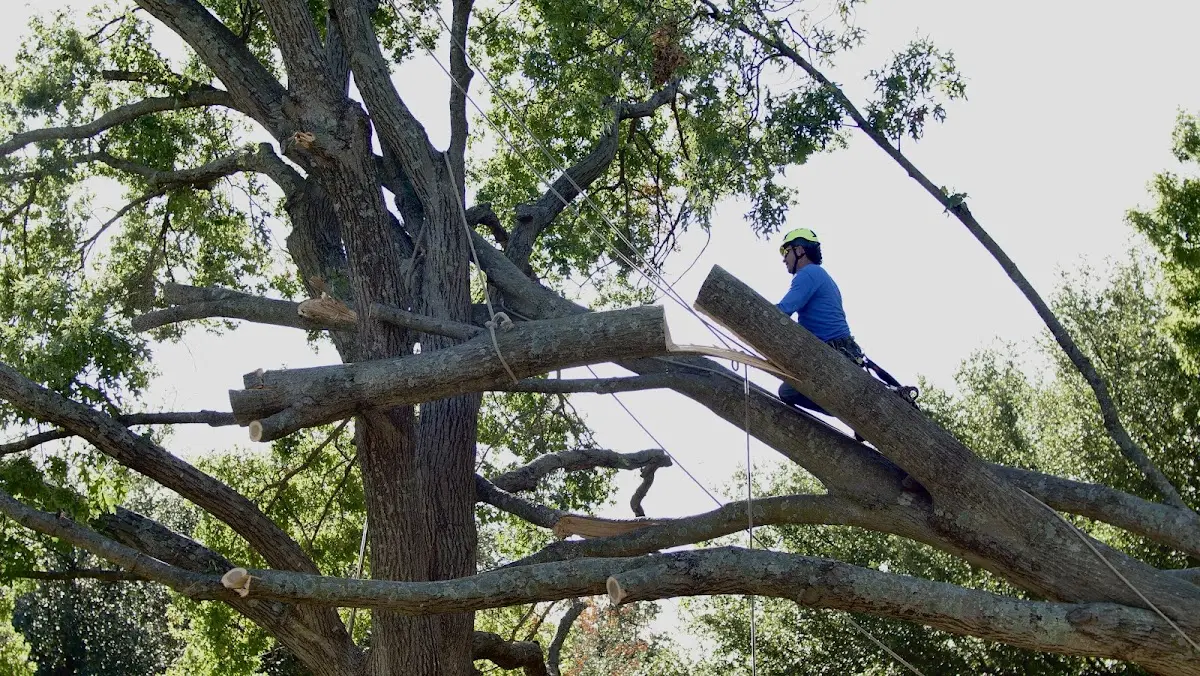 Professional Crown Thinning performed by certified arborists in Henrico